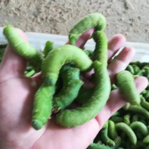 桑植县豆虫 常年回收成品豆丹，提供技术包回收，你养我收没有后顾之忧，共赢