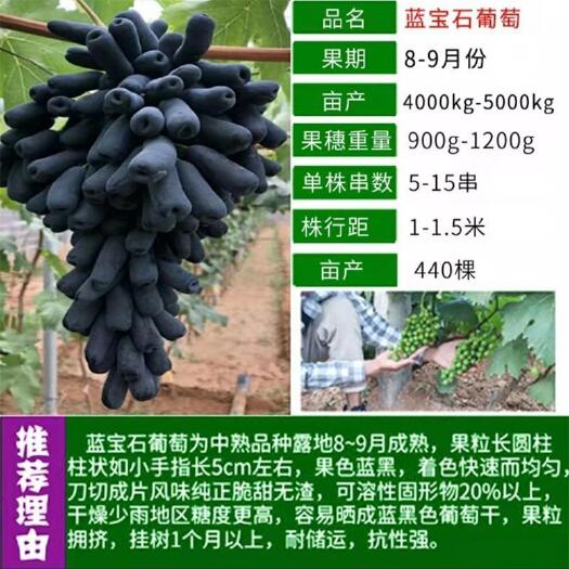 平邑县【保证纯度】嫁接新品种 宝石蓝葡萄苗 基地直销提供技术