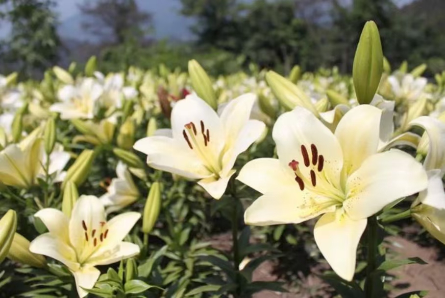 百合種球 百合花 耐寒花卉 多年生草本 公園花海