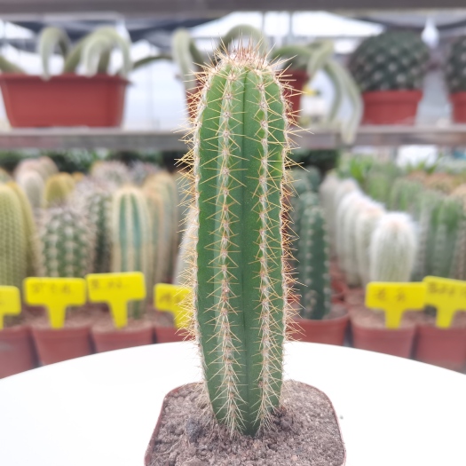 漳州 【产地直发】紫艳柱仙人柱仙人掌批发仙人球批发盆栽多肉植物批发