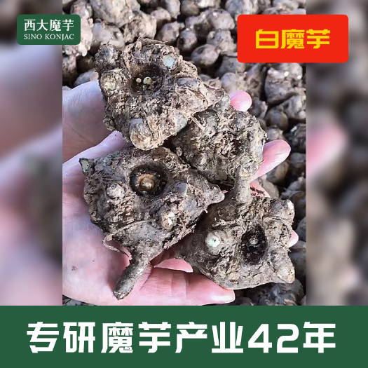 屏山县白魔芋种子 魔芋种批发 魔芋基地厂家直销价格实惠 抗病易活
