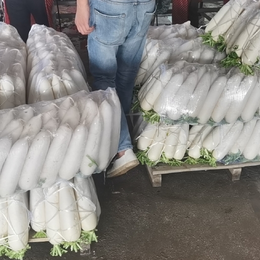 漳浦县福建漳州精品白萝卜大量上市，欢迎广大老板前来采购！！！