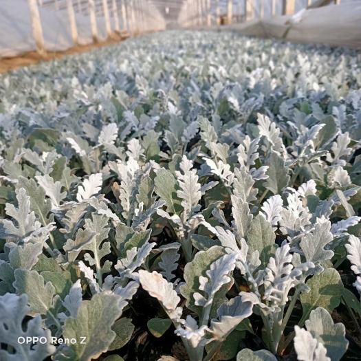 银叶菊，杯苗发货，基地直销，大量现货，欢迎实地考察