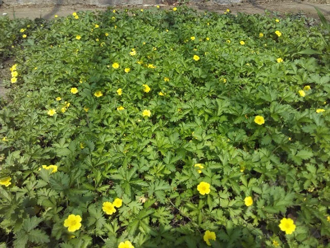 青州市三叶委陵菜，三叶委陵菜杯苗，基地直销大量现货，欢迎实地考察