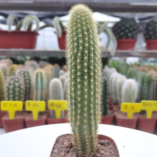 漳州 【产地直发】金芒龙仙人柱批发仙人球仙人掌批发多肉植物批发