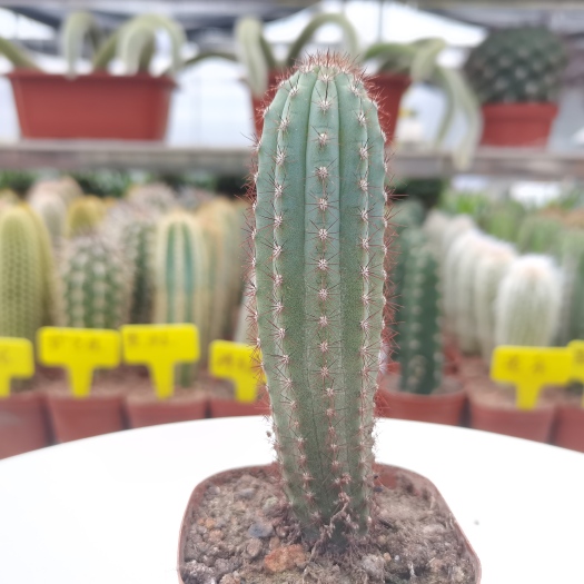 漳州 【产地直发】鸡腿蓝柱仙人柱批发仙人球仙人掌批发多肉植物批发