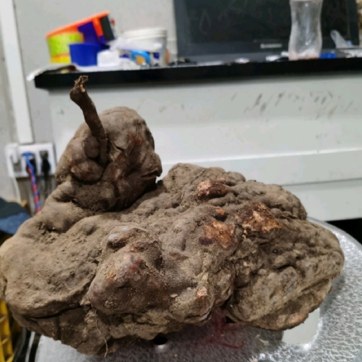 天峨县深山之中生何首乌，赤首乌，之源