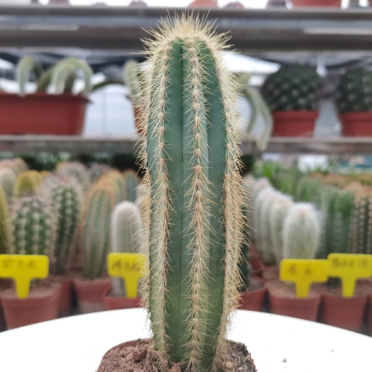 漳州 【产地直发】蓝柱仙人柱仙人掌批发盆栽仙人球批发多肉植物批发