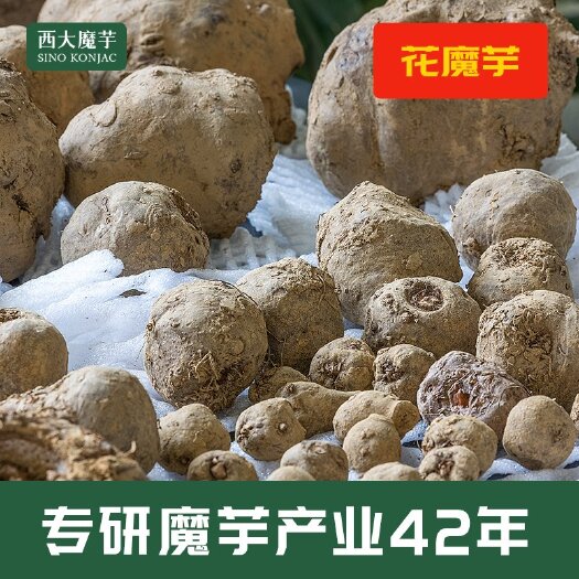 纳雍县魔芋种子  花魔芋一代种二代种 魔芋基地现货批发 价优发芽出