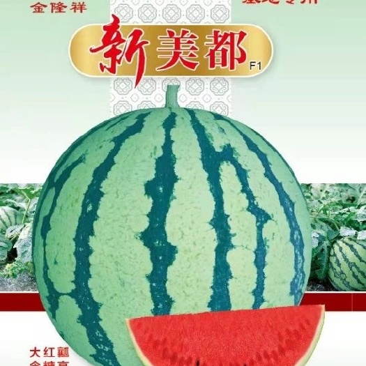 商丘新美都 1700粒左右/袋，27天成熟8公斤，优质，苗场用种