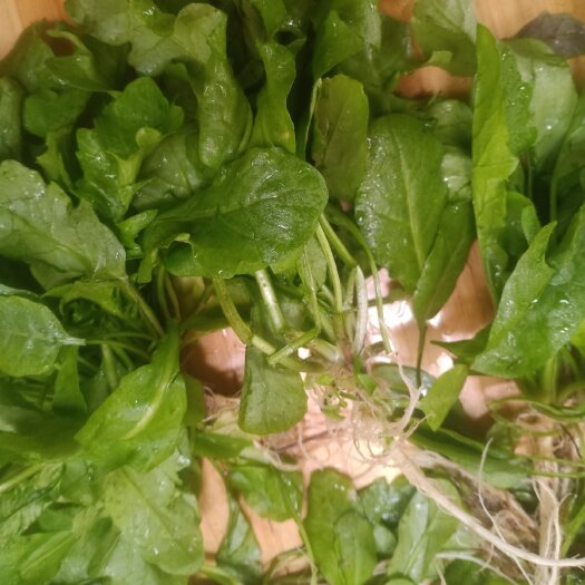 玉林荠荠菜