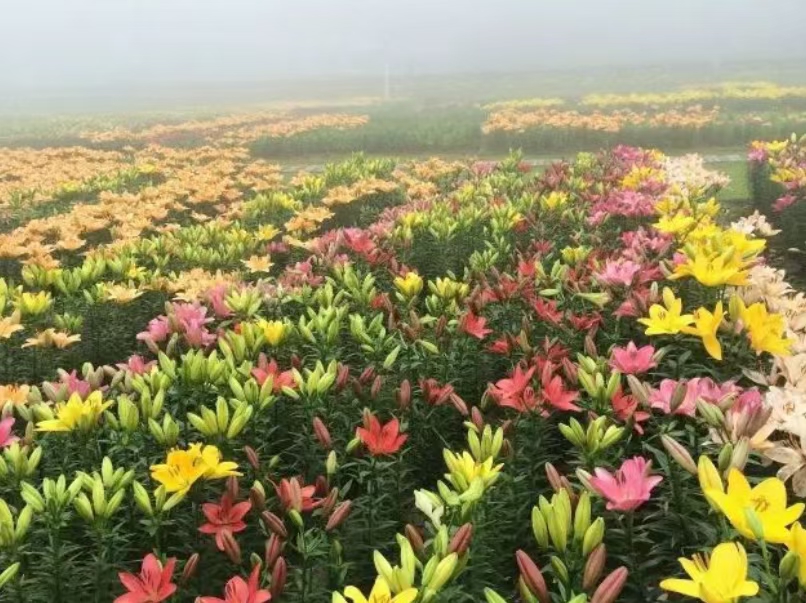 百合種球 百合花 耐寒花卉 多年生草本 公園花海