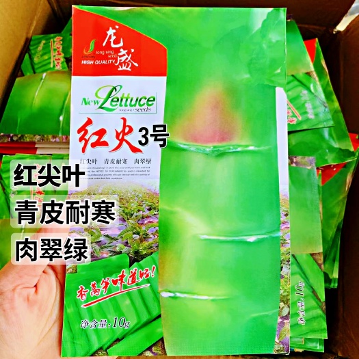 沭阳县龙盛红火3号耐寒红尖叶香莴笋种子 高桩长棒型青红尖叶莴苣种子