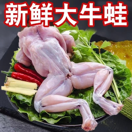 遂溪县基地直销精选新鲜大牛蛙