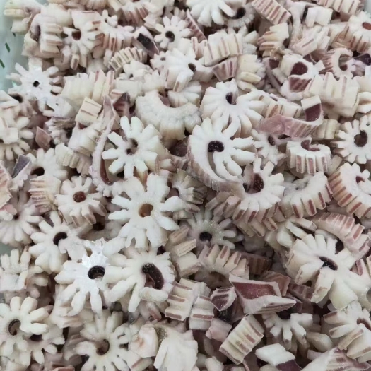 皮氏枪乌贼  齿轮花鱿鱼花