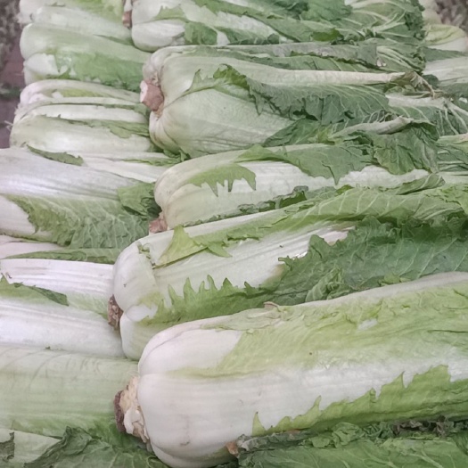 天津北京新3号 60白菜，北京三号，黄皮洋葱
