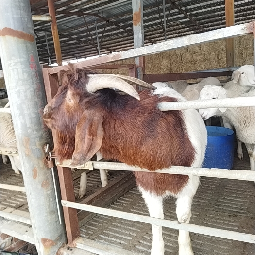 嘉祥县 波尔山羊