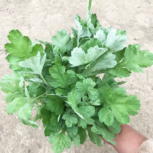 涟水县艾草种子，精品
