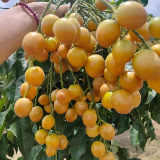 灵山县黑黄皮果苗 黑黄皮苗