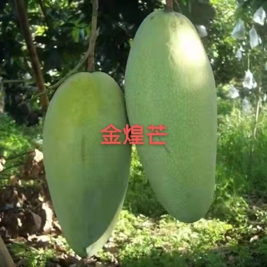 灵山县金煌芒果苗，桂七芒，四季芒，台农芒，凯特芒，澳芒。