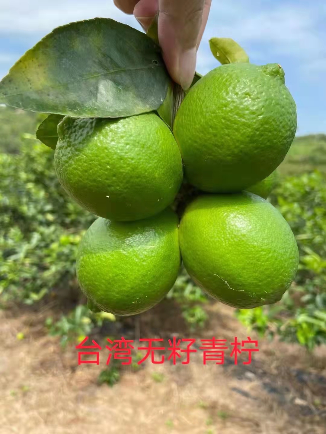 无籽青柠檬苗 广东香水柠檬苗四季结果产量高结果快