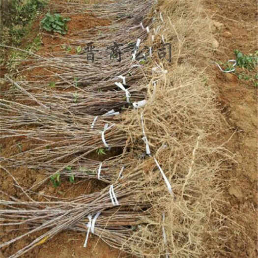 俄罗斯8号樱桃苗 樱桃树苗樱桃苗占地樱桃苗樱桃树山西樱桃树苗