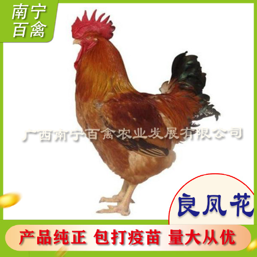 南宁良凤花鸡苗  良凤花母苗，50天发栏，成活率95%，打好疫苗