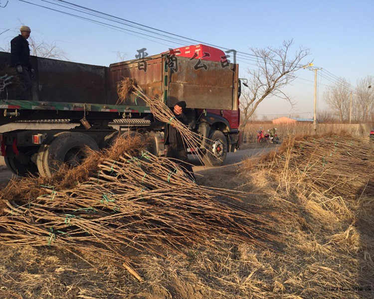 俄罗斯8号樱桃苗 樱桃树苗樱桃苗占地樱桃苗樱桃树山西樱桃树苗