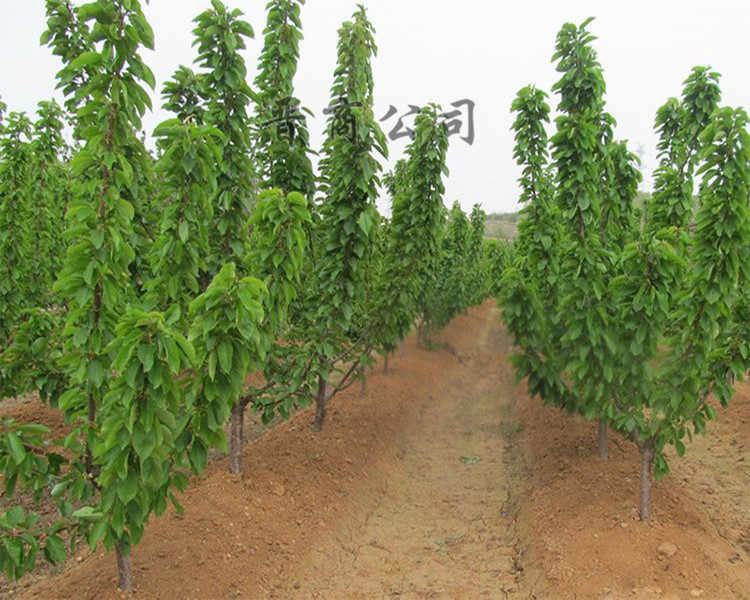 俄罗斯8号樱桃苗 樱桃树苗樱桃苗占地樱桃苗樱桃树山西樱桃树苗