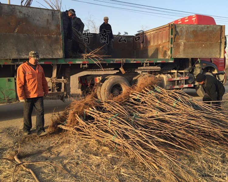 俄罗斯8号樱桃苗 樱桃树苗樱桃苗占地樱桃苗樱桃树山西樱桃树苗