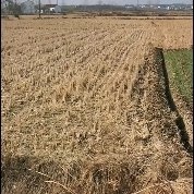 枣阳市 水田