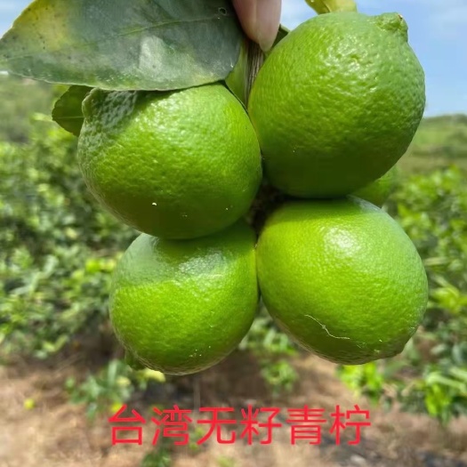 灵山县无籽青柠檬苗 广东香水柠檬苗四季结果产量高结果快
