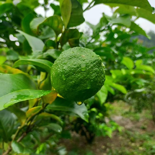 望谟县自种自销青柠檬（精品果）
