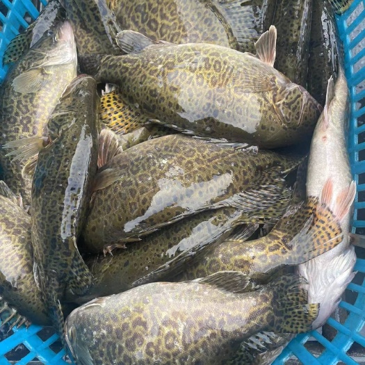 佛山斑鳜 花纹漂亮