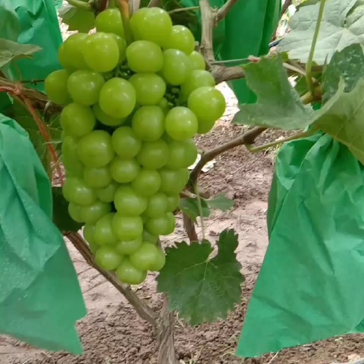 砀山县 大棚阳光玫瑰葡萄，大量上市，货源充足，欢迎选购，