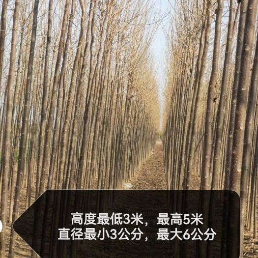 汝州市 便宜出楸树3公分到6公分 有需要联系我