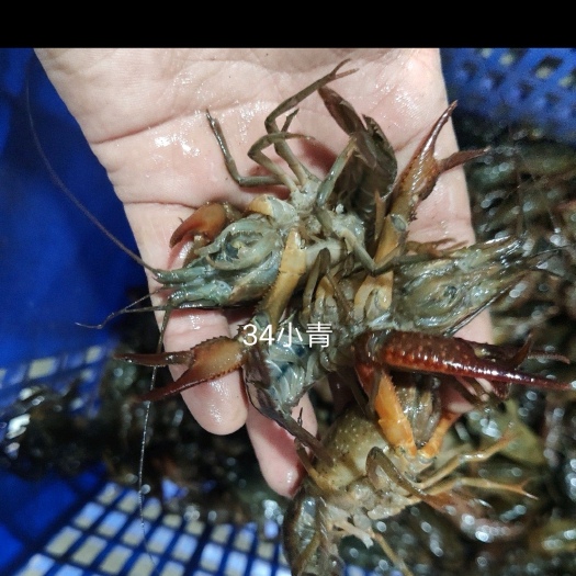 防城港小龙虾 湖南统货青虾