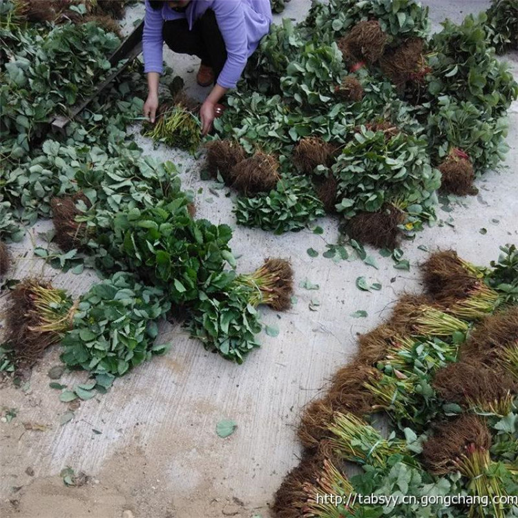 章姬草莓苗 草莓苗批发奶油草莓苗红颜草莓苗草莓苗批发