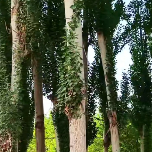宜川县 白杨树