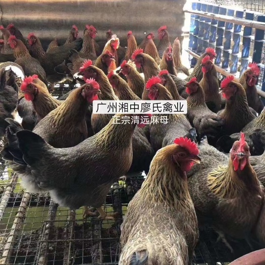 广州 麻鸡苗 清远麻二母