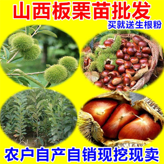 绛县 板栗树苗板栗苗山西板栗苗板栗树板栗苗