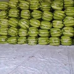 临漳县绿皮西葫芦 万亩蔬菜基地西葫芦大量上市合作共赢代发全国