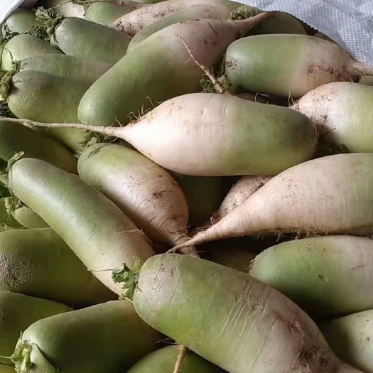 開(kāi)封河南精品青蘿卜，產(chǎn)地直發(fā)電商，對(duì)接全國(guó)市場(chǎng)，商超，加工廠養(yǎng)