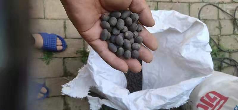 安新县观赏类荷花莲子