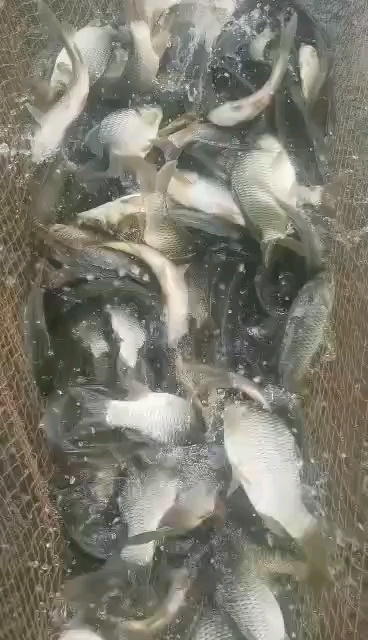 昆明草鱼鲤鱼花白鲢鱼青鱼鲫鱼等，各个规格大小都有，私聊了解详情