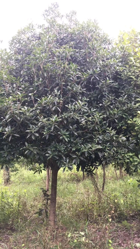 阳新县 桂花树