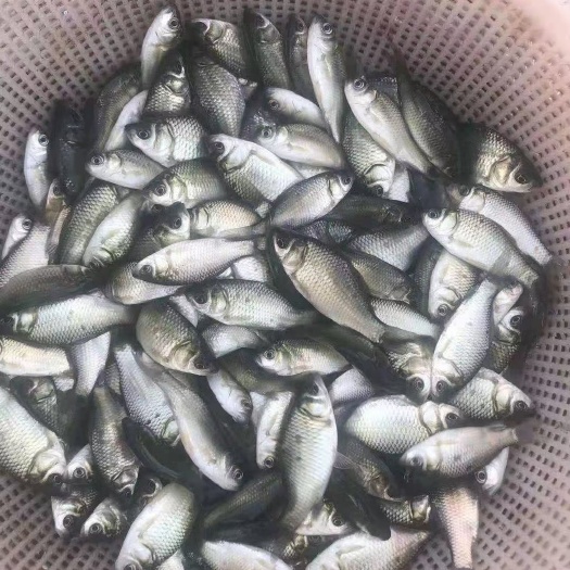 中山市 鲫鱼苗出售，质量好。