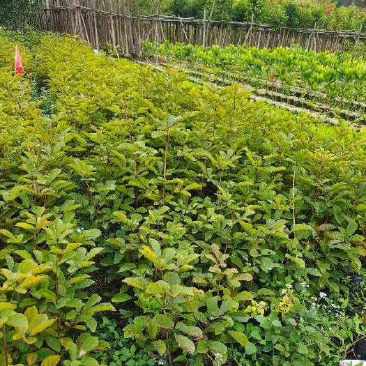 普宁市黄花风铃木 少花风铃木