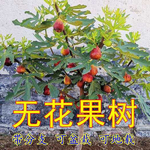 苏州无花果树苗 无花果苗带土四季盆栽当年结果超大特大波姬红矮化中
