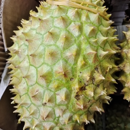 南宁 金枕榴莲